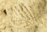 Fossil Leaf Preserved In Travertine - Austria #301608-1